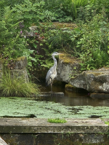 Grey Heron