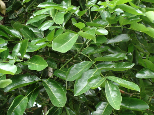 Ormosia macrocalyx, photograph 2