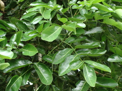Ormosia macrocalyx, photograph (c) Alexis López Hernández, some rights reserved (CC BY)
