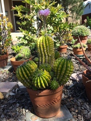 Echinopsis oxygona