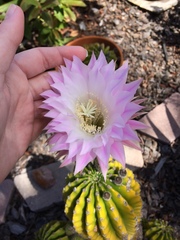 Echinopsis oxygona