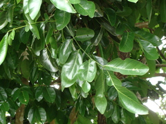 Ormosia macrocalyx, photograph (c) Alexis López Hernández, some rights reserved (CC BY)