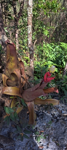 Aechmea bromeliifolia (Aechmea bromeliifolia)