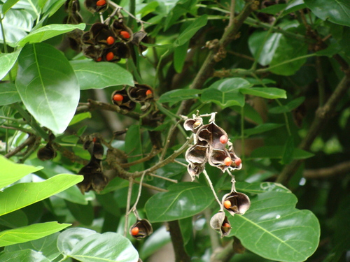 Ormosia macrocalyx, photograph 5