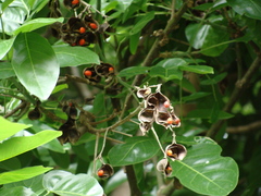 Ormosia macrocalyx, photograph (c) Alexis López Hernández, some rights reserved (CC BY)
