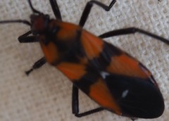 Oncopeltus quadriguttatus