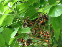 Ormosia macrocalyx, photograph (c) Alexis López Hernández, some rights reserved (CC BY)