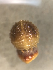 Scleria ciliata