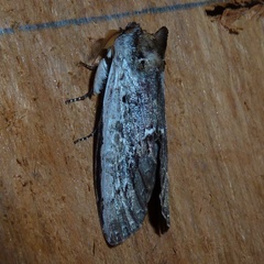 Lirimiris lignitecta