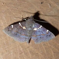 Antiblemma lacteigera