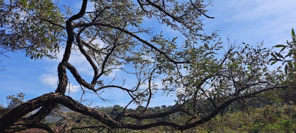Dalbergia miscolobium; photograph Marcio Santos Ferreira, CC BY, iNaturalist via GBIF