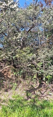 Marcio Santos Ferreira, CC BY, iNaturalist via GBIF Dalbergia miscolobium, photograph Marcio Santos Ferreira, CC BY, iNaturalist via GBIF