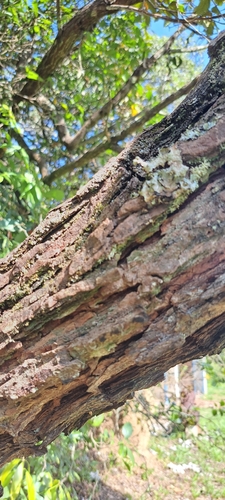 Dalbergia miscolobium, photograph 4