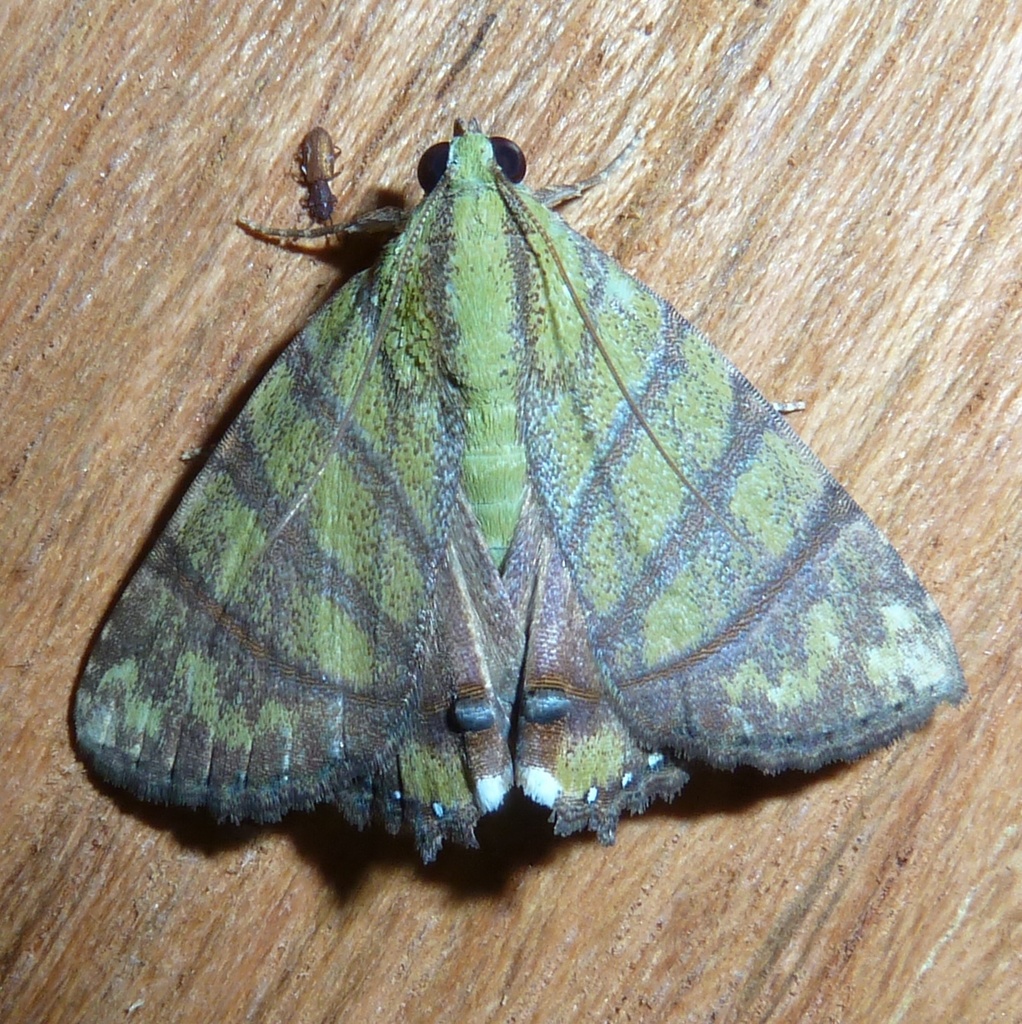 Eulepidotis reticulata