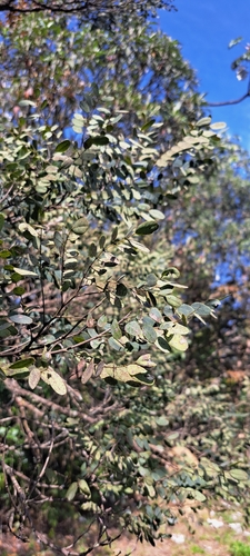 Dalbergia miscolobium, photograph 5