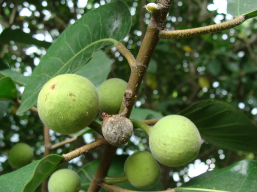 Image of Ficus maxima by (c) Alexis López Hernández, some rights reserved (CC BY)