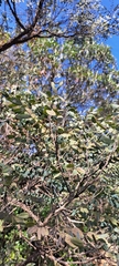 Dalbergia miscolobium, photograph Marcio Santos Ferreira, CC BY, iNaturalist via GBIF