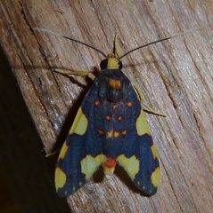 Trichromia metachryseis
