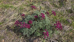Lomatium columbianum