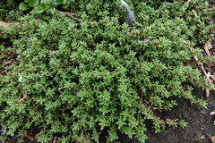 Crassula moschata