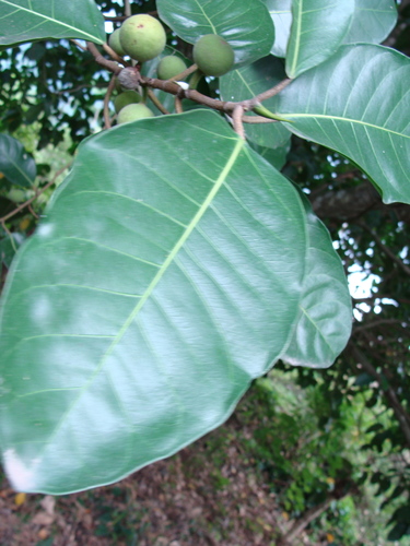 Image of Ficus maxima by (c) Alexis López Hernández, some rights reserved (CC BY)