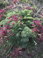 Lomatium columbianum