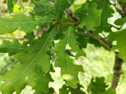 Agrilus cinctus