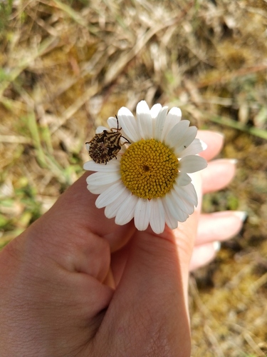 Carpocoris mediterraneus atlanticus