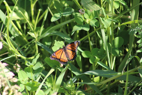 Viceroy