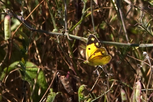 Clouded Yellow