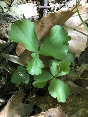 Waldsteinia fragarioides