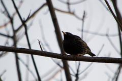 Sturnus vulgaris
