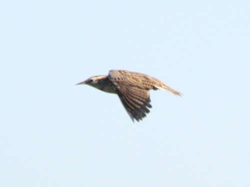 Sturnella neglecta