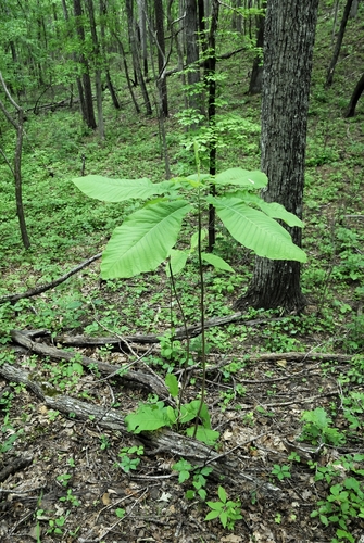 Magnolia macrophylla