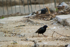 Sturnus vulgaris