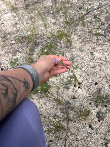 Linum pratense, photograph 3