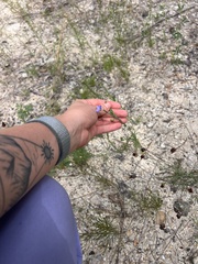 Linum pratense, photograph (c) Frankie Simmons, some rights reserved (CC BY)