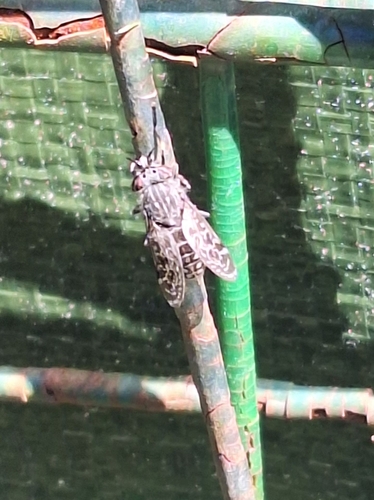 Notch-horned Cleg