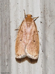 Psilocorsis reflexella