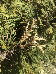 Pestalotiopsis funerea