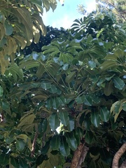 Schefflera