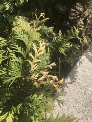 Pestalotiopsis funerea