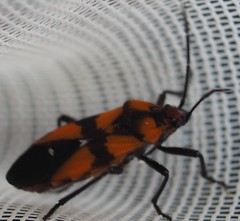 Oncopeltus quadriguttatus