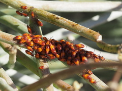 Oncopeltus quadriguttatus