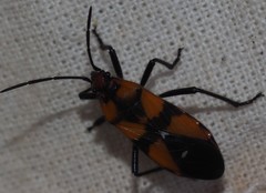 Oncopeltus quadriguttatus