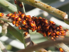 Oncopeltus quadriguttatus