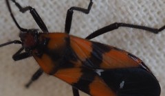 Oncopeltus quadriguttatus