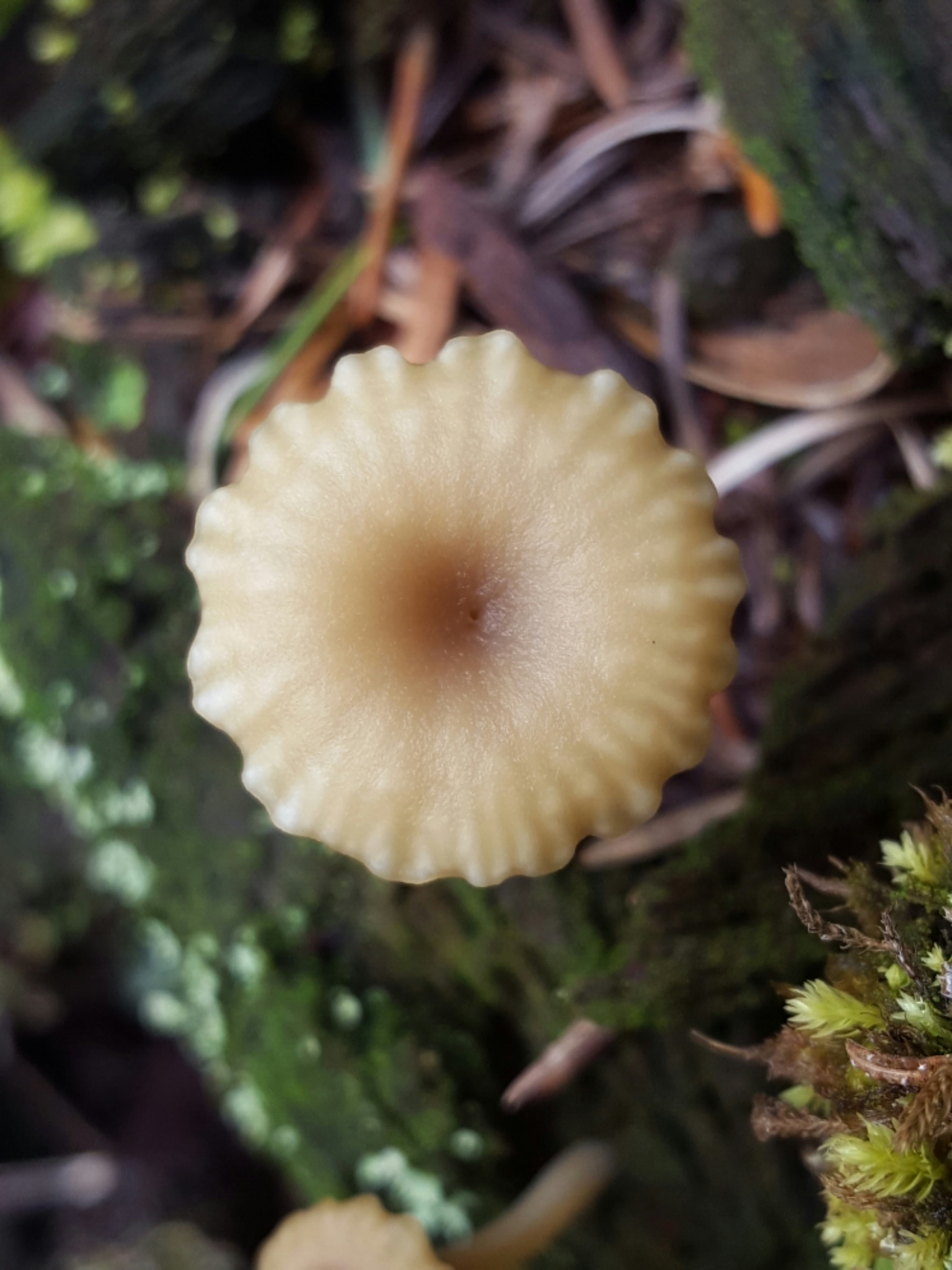 Lichenomphalia image