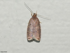 Psilocorsis reflexella