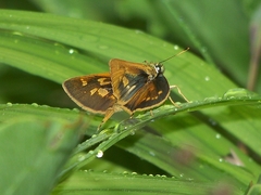 Ochlodes thibetana